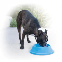 Outlet 😀 K&H Pet Products Coolin' Bowl Plastic 🐶 Dog & Cat Bowl 🛒